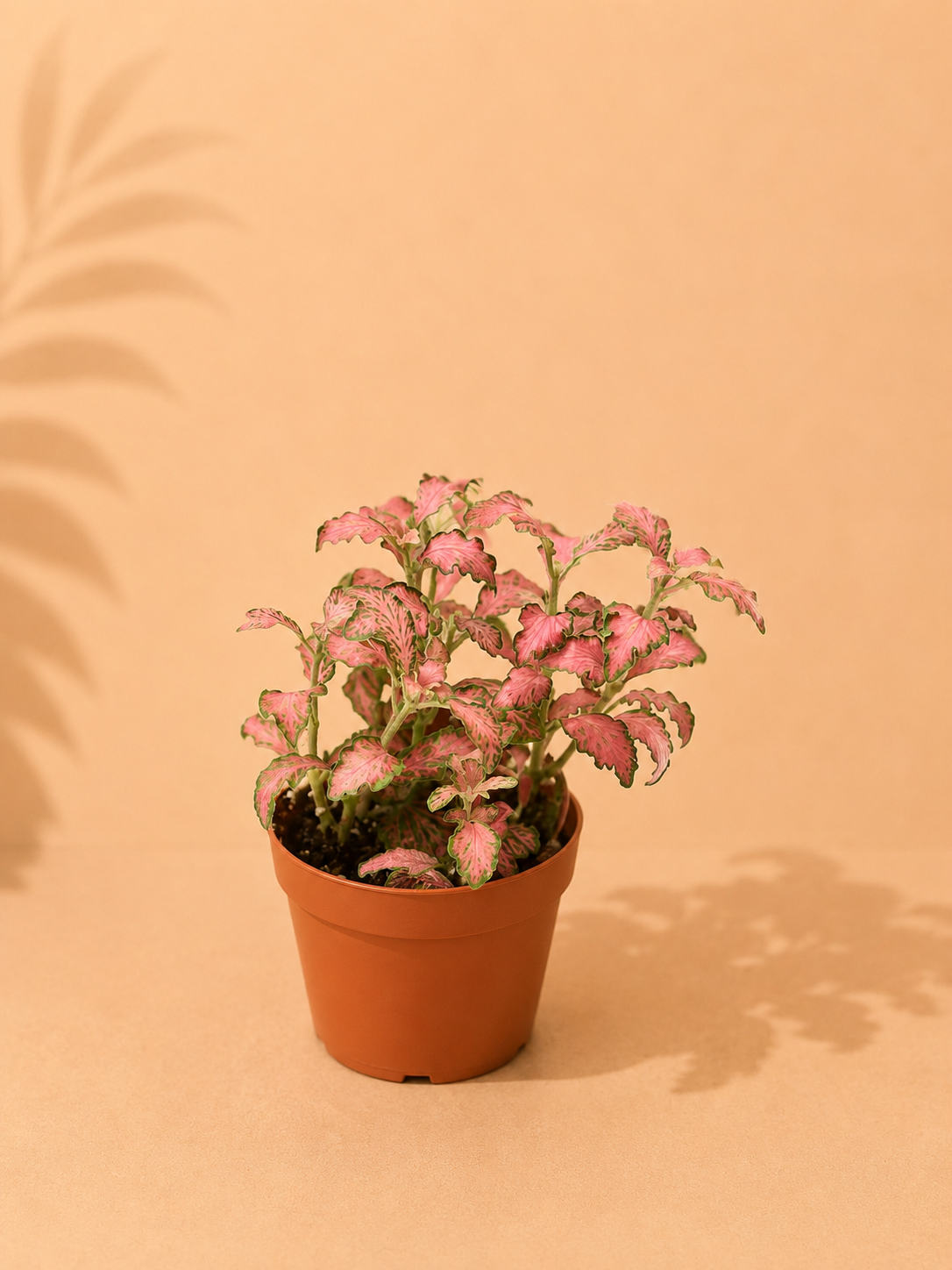 Fittonia Red : pot de 8,5 cm