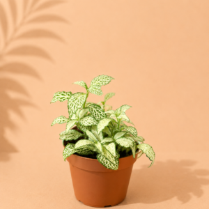 Fittonia Green: pot de 8,5 cm