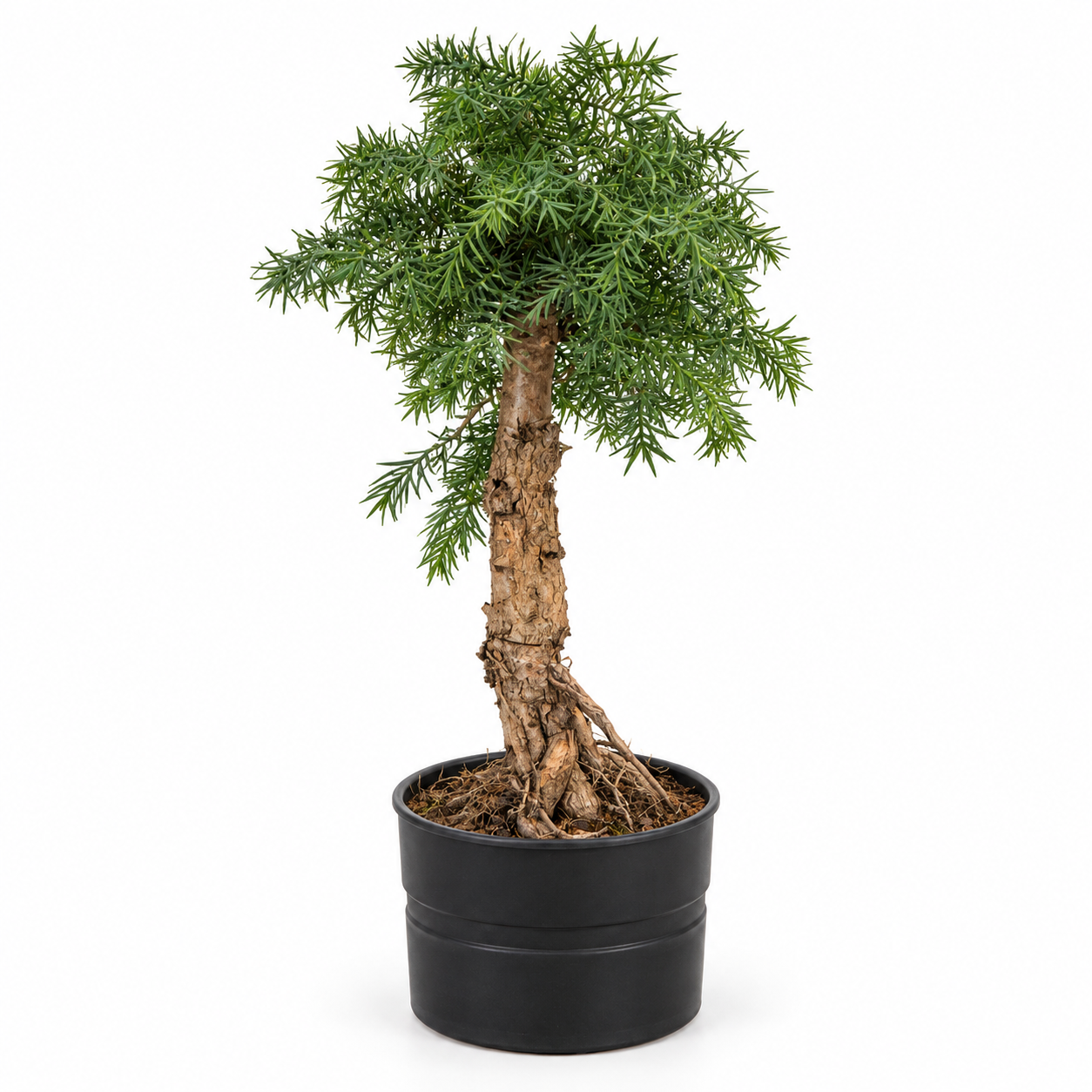 Bonsai Araucaria Cunninghamii + pot noir