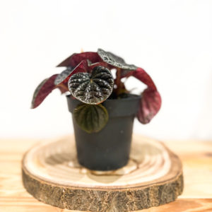 Peperomia Chocolat: Pot de 12 cm