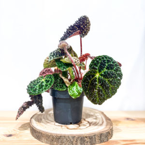 Begonia Rex Ferox Pot de 12 cm