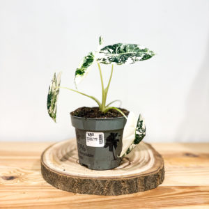 Alocasia Frydek Variegata: Pot de 12 cm