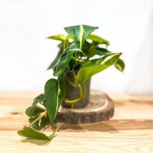 Philodendron Rio: Pot de 12 cm
