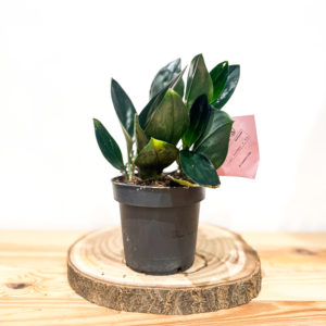 Scindapsus treubii Dark Form: Pot de 12 cm