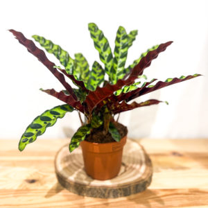 Calathea Lancifolia: Pot de 12 cm