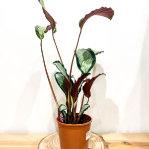 Calathea Green: Pot de 12 cm