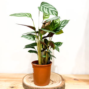 Calathea Freddie: Pot de 12 cm