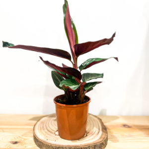 Calathea Dark Green: Pot de 12 cm