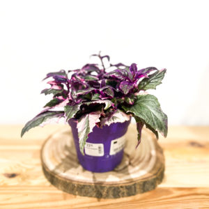 Gynura Variegata: Pot de 12 cm