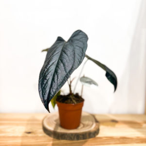 Anthurium Queen of Hearts: Pot de 12 cm