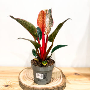 Philodendron Pink Bikini: Pot de 12 cm