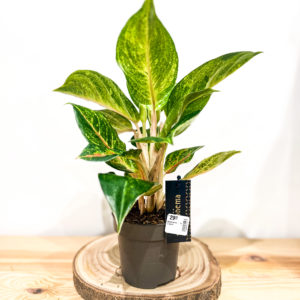 Aglaonema: Pot de 12 cm