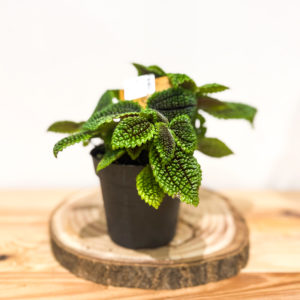 Pilea Moon Valley: Pot de 12 cm