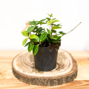 Peperomia Ang. Rocca Vivace: Pot de 12 cm