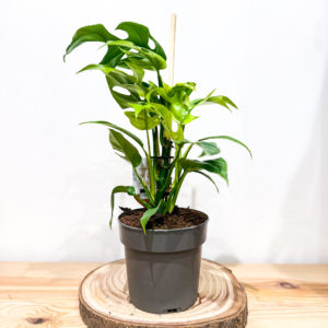 Monstera Minima: Pot de 14 cm