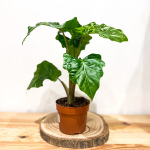 Alocasia Low Rider: Pot de 12 cm