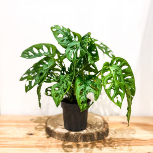 Monstera Monkey: Pot de 12 cm