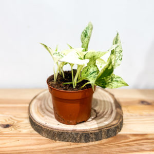 Epipremnum: Pot de 12 cm