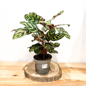 Calathea Makonaya: Pot de 12 cm