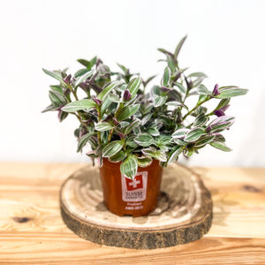 Tradescantia Sweetness: Pot de 12 cm
