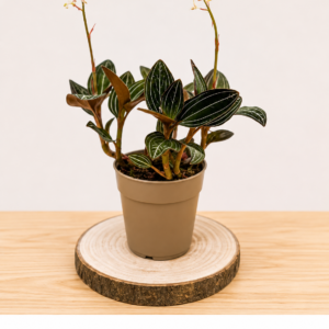 Ludisia Discolor: Pot de 12 cm