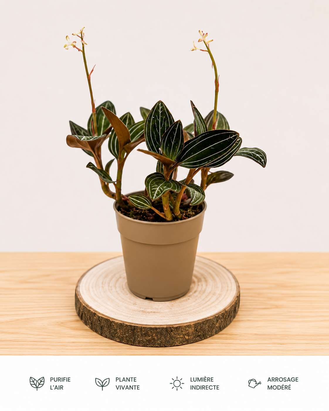 Ludisia Discolor: Pot de 12 cm