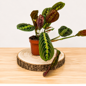 Maranta Leuconeura: Pot de 12 cm