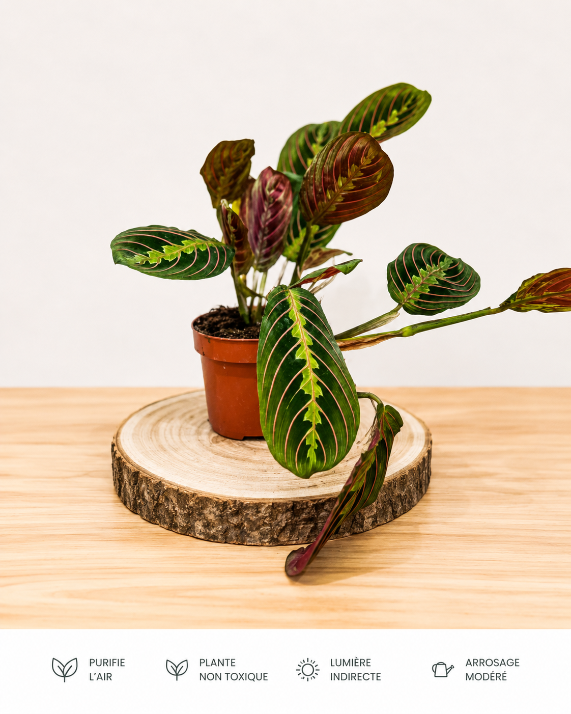 Maranta Leuconeura: Pot de 12 cm