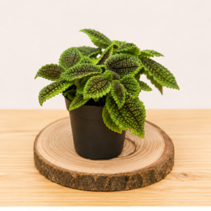 Pilea Moon Valley: Pot de 12 cm