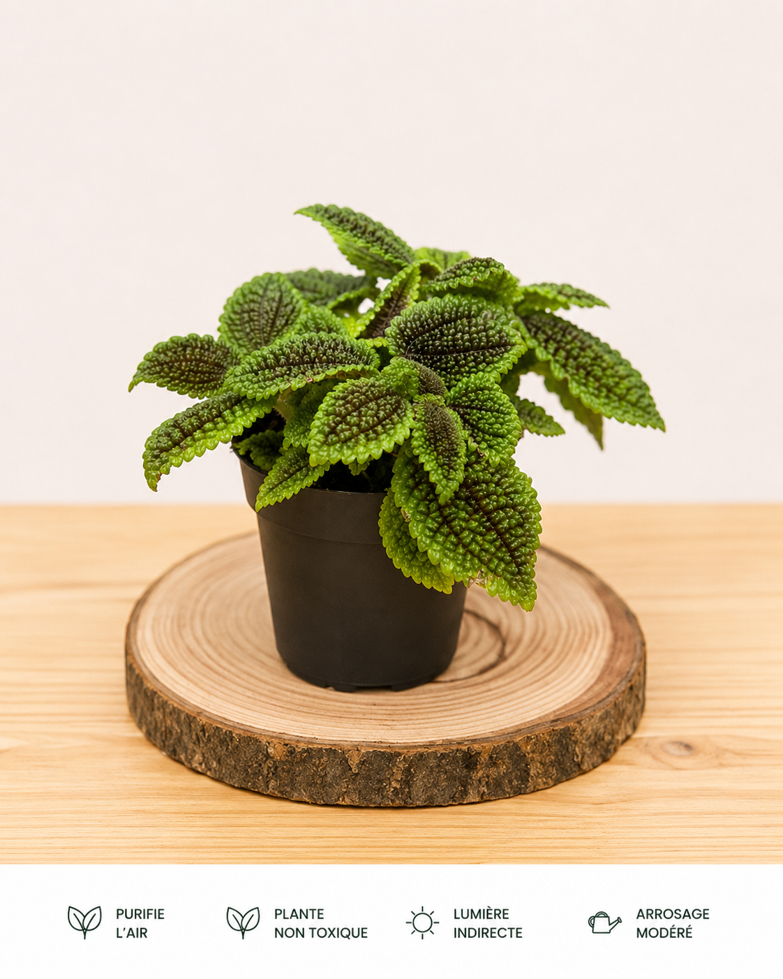 Pilea Moon Valley: Pot de 12 cm