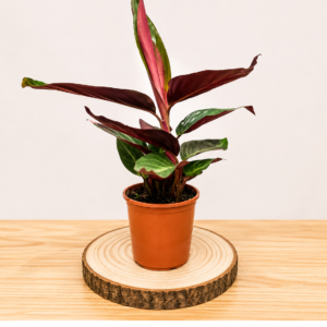 Calathea Dark Green: Pot de 12 cm