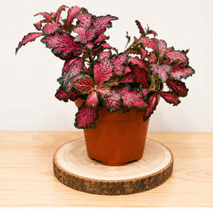 Fittonia Red : pot de 8,5 cm
