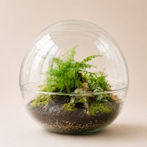 Bubble XL Jurassic (4 plantes)