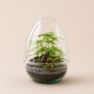 Egg Jurassic (2 plantes)