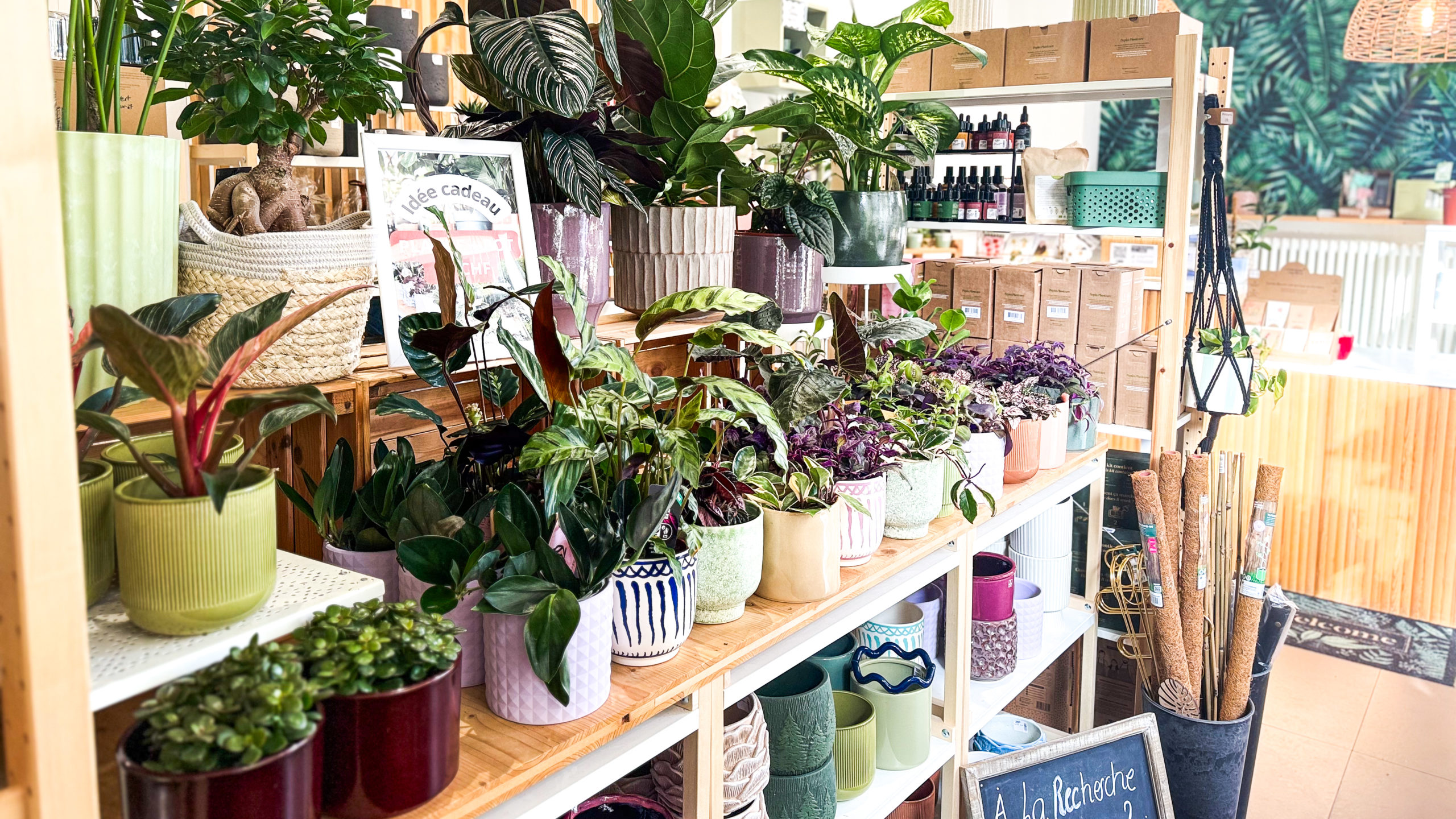 terrariums de la marque Tinygarden.ch à Lausanne idée de cadeaux de Noël végétale facile d'entretien livraisons et retraits garantis avant les fêtes