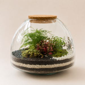 Syngo L (4 plantes)