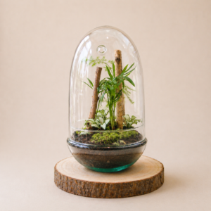 TinyEgg Jurassic (3 plantes)