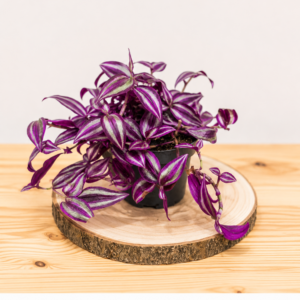 Tradescantia Pink Paradise : Pot de 12 cm