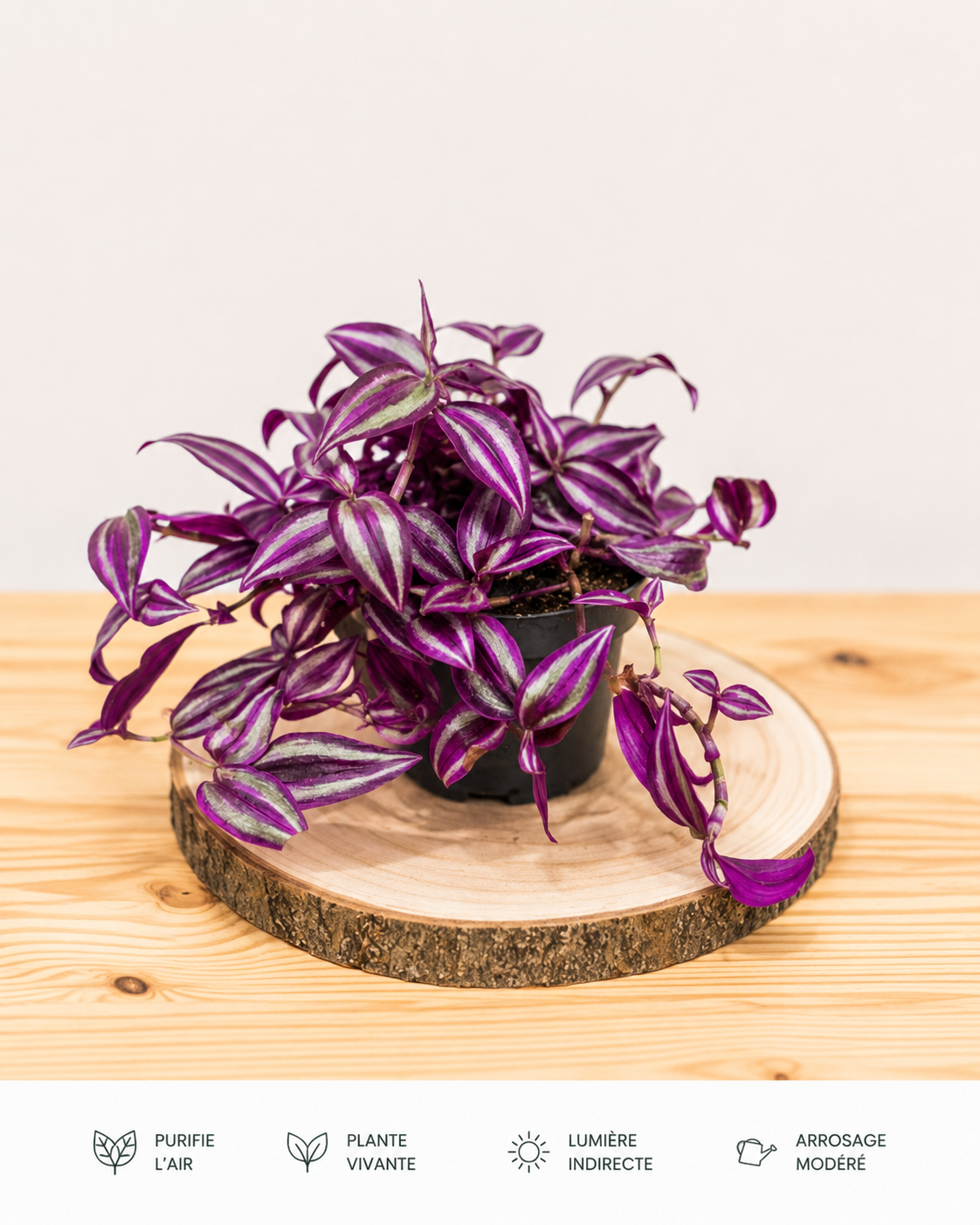 Tradescantia Pink Paradise : Pot de 12 cm