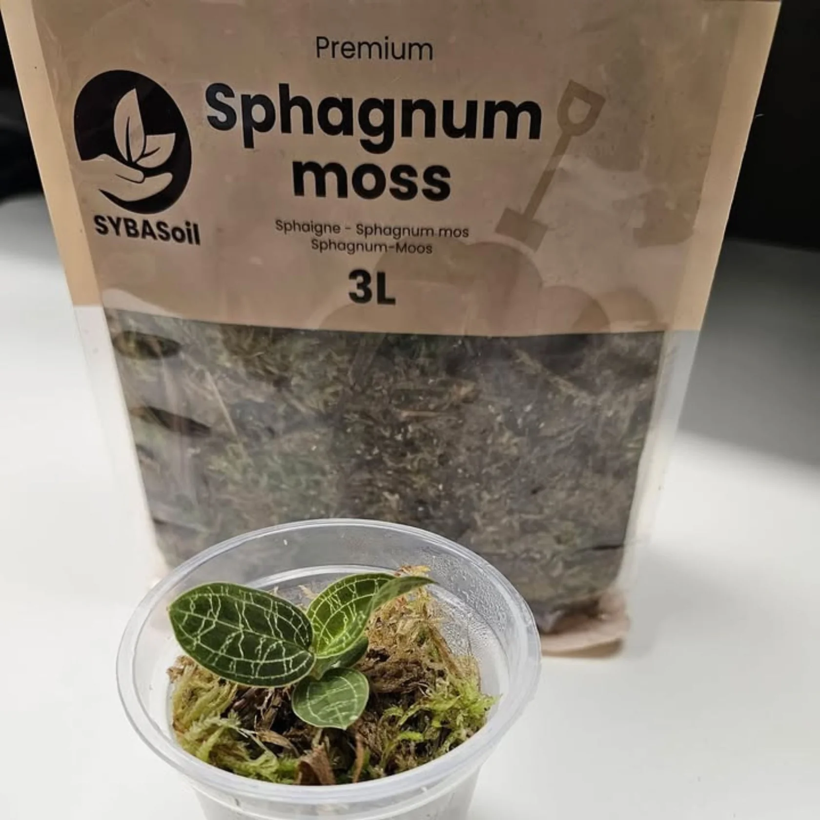 Sphaigne - 5 litres – Image 3