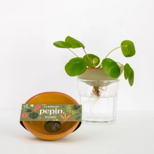 Bobèche Plantes - Jaune moutarde