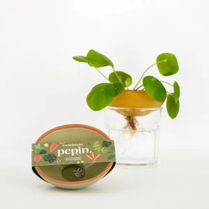 Bobèche Plantes - Vert sauge