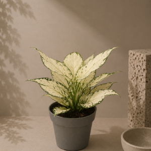 Aglaonema White Joy - pot de 12 cm
