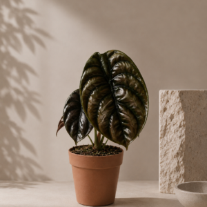 Alocasia Cuprea Red Secret - pot de 12 cm