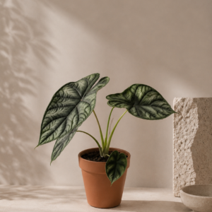 Alocasia Dragon Scale - pot de 12 cm