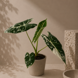 Alocasia Frydek Variegata - pot de 11 cm
