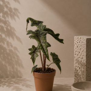 Alocasia Jacklyn - pot de 12 cm