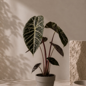 Alocasia Pink Dragon - pot de 14 cm
