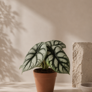 Alocasia Silver Dragon - pot de 12 cm