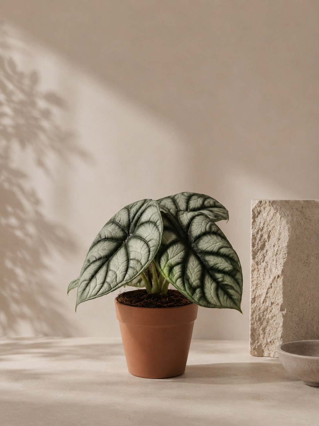 Alocasia Silver Dragon - pot de 12 cm